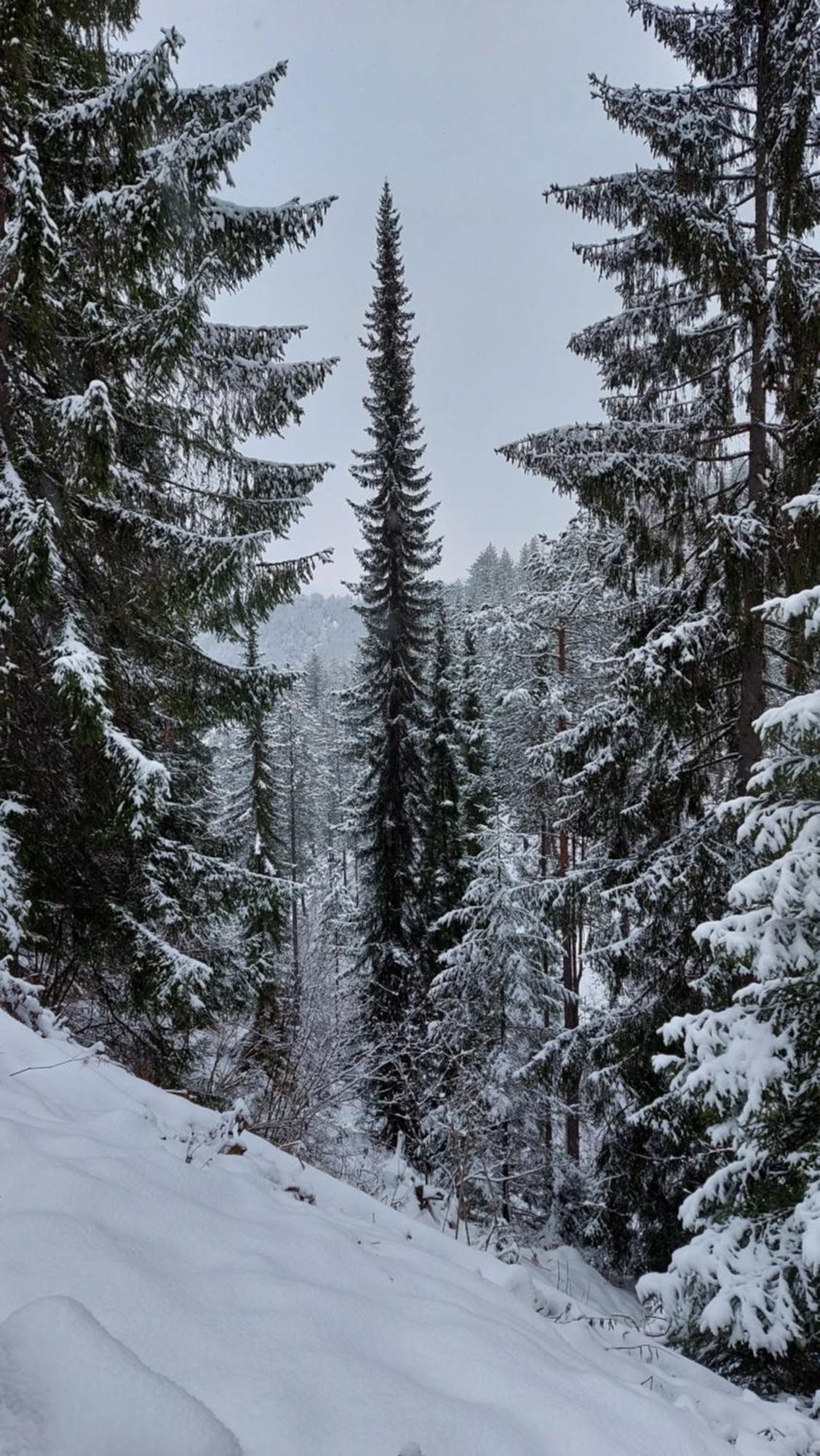 Вилла Tarska Carolija Zaovine Popovici Экстерьер фото